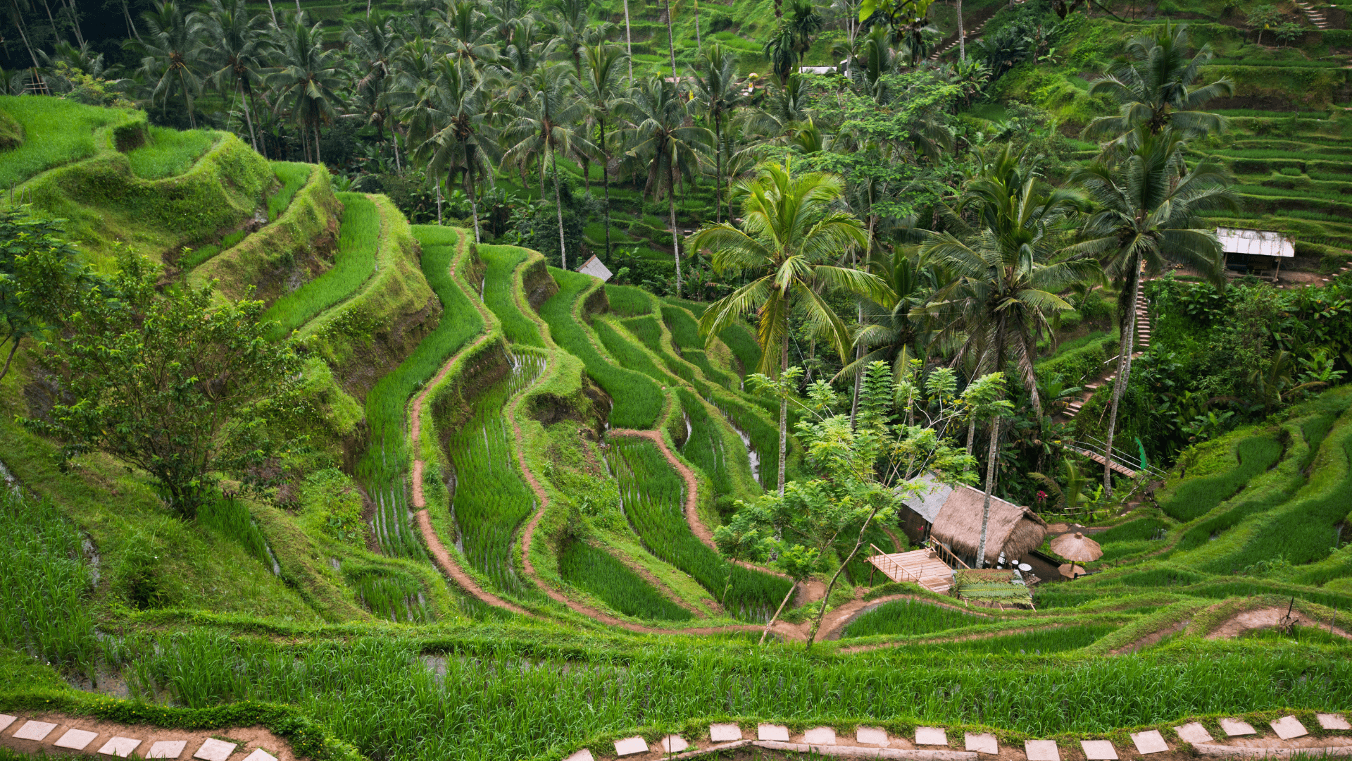 What To Do In Ubud, Bali