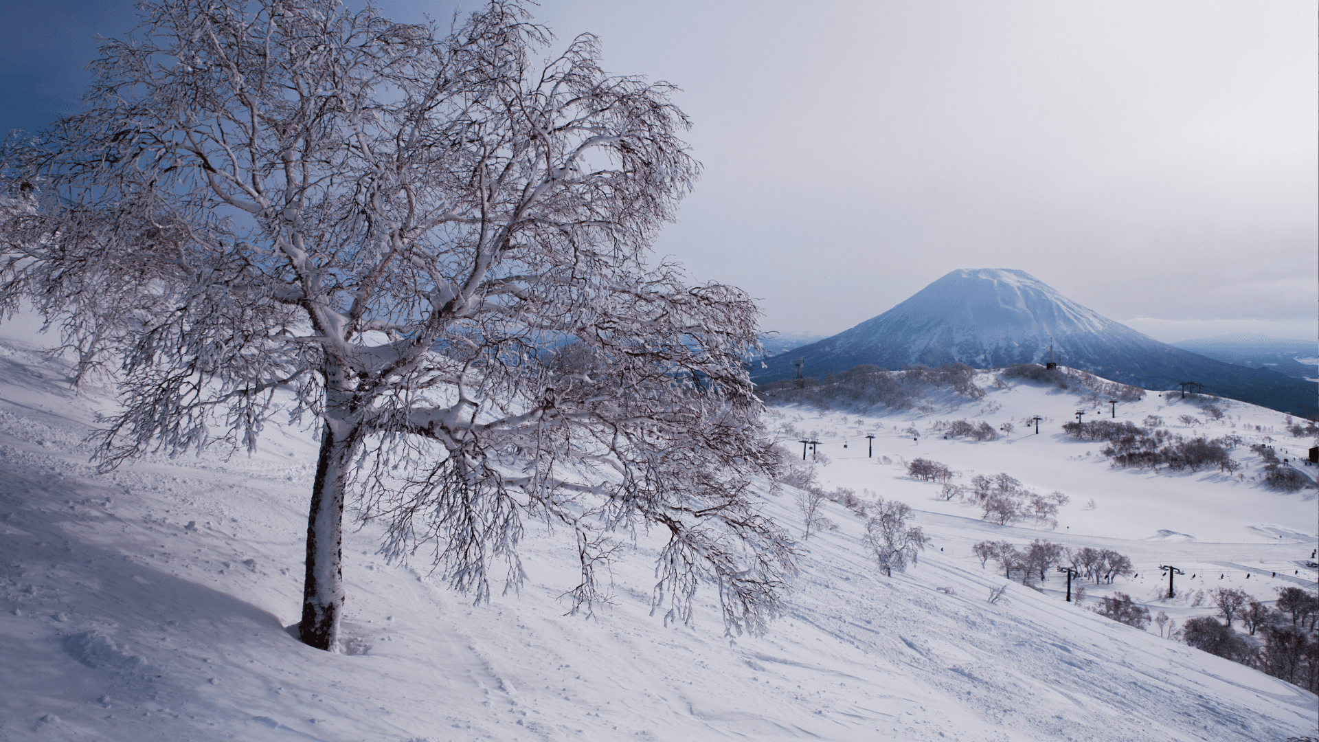 Niseko’s Snow Travel Guide