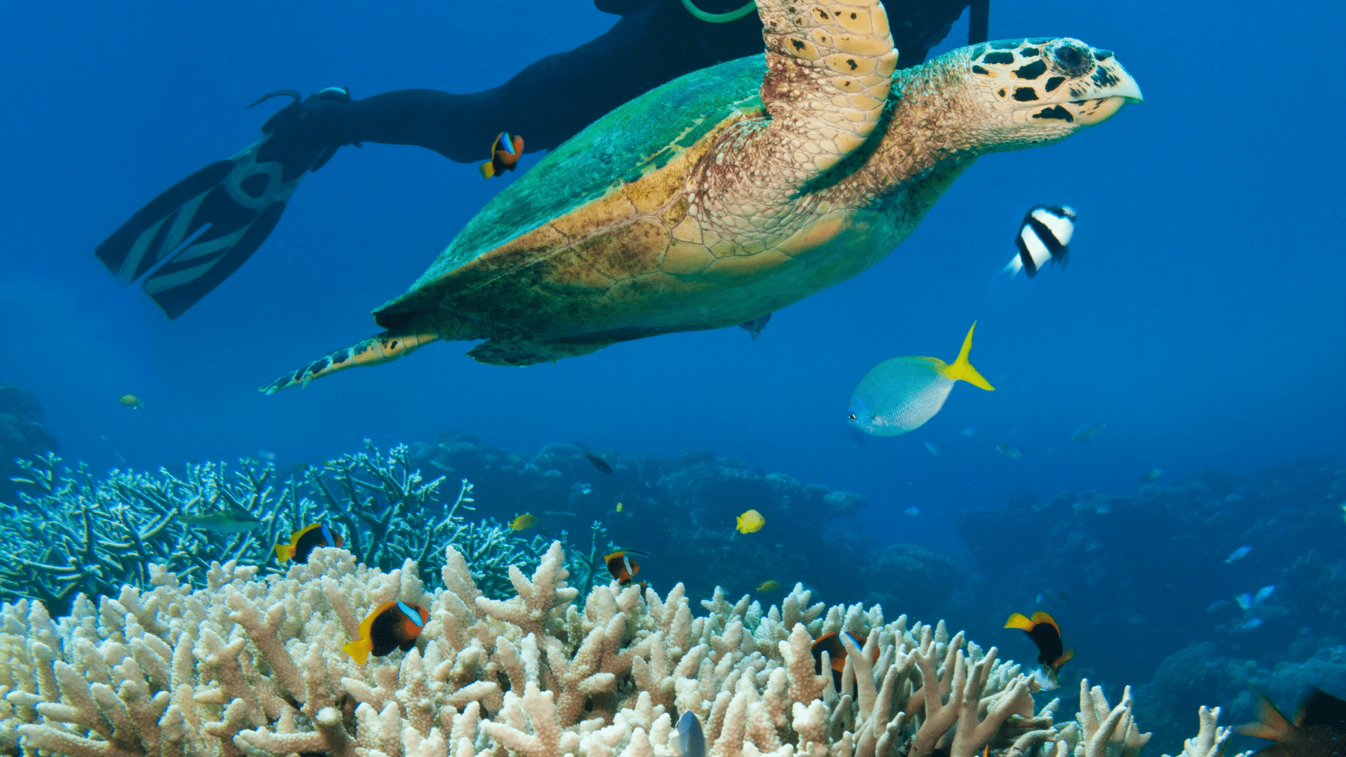 Great Barrier Reef Travel Guide
