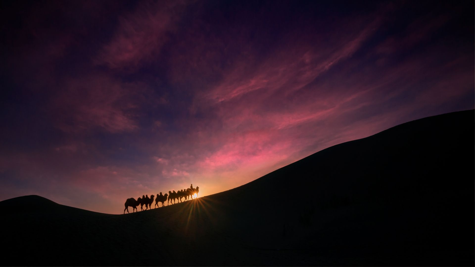 Camel Trekking and Star Gazing Dubai